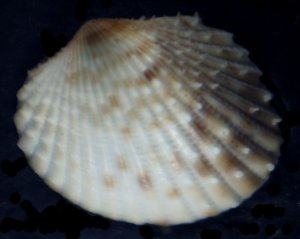 Parvicardium scriptum